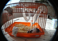 Подарявам малки мишлета на отговорни стопани!