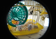 Подарявам малки мишлета на отговорни стопани!