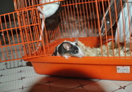 Подарявам малки мишлета на отговорни стопани!