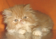 МАЛКИ ЛЪВЧЕТА (ПЕРСИЙСКИ КОТЕНЦА)