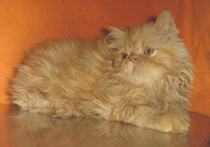 МАЛКИ ЛЪВЧЕТА (ПЕРСИЙСКИ КОТЕНЦА)