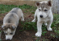 Продавам Сибирски Хъскита