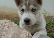 Продавам Сибирски Хъскита