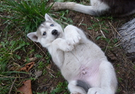 Продавам Сибирски Хъскита