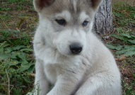 Продавам Сибирски Хъскита