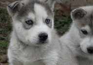 Продавам Сибирски Хъскита