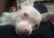 Бял албинос чихуахуа търси партньорка !