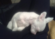 Бял албинос чихуахуа търси партньорка !