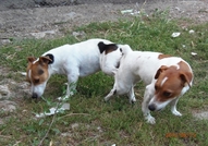 Продавам 1 женско Джаки.