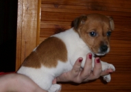 Продавам 1 женско Джаки.