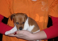 Продавам 1 женско Джаки.