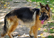 Немски овчарки