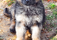 Немски овчарки