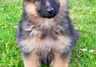 Немски овчарки