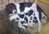 Каракачанки