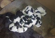 Каракачанки