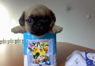 MОПС МАЛКИ ПРОДАВАМ 350 лв. (доставка)