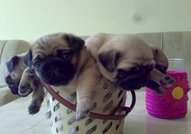 MОПС МАЛКИ ПРОДАВАМ 350 лв. (доставка)