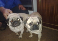 МОПС - МАЛКИ ПРОДАВАМ (ДОСТАВКА) 350 лв.