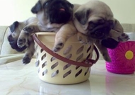 МОПС - МАЛКИ ПРОДАВАМ (ДОСТАВКА) 350 лв.