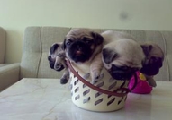 МОПС - МАЛКИ ПРОДАВАМ (ДОСТАВКА) 350 лв.