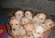 Лабрадорчета