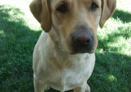 Лабрадорчета