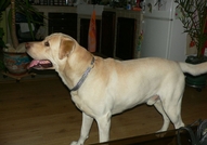 Лабрадорчета