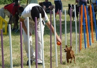 Развъдник за миниатюрен пинчер T&IA; Предлага кафяво кученце мъжко