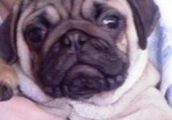 Продаваме Мопсчета с две и три ваксини и международни паспорти