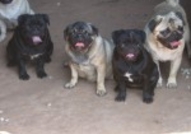 Продаваме Мопсчета с две и три ваксини и международни паспорти