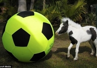 Айнщайн - най-малкия мини кон в светаТова е Пинто ...