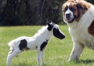 Айнщайн - най-малкия мини кон в светаТова е Пинто ...