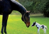 Айнщайн - най-малкия мини кон в светаТова е Пинто ...