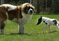 Айнщайн - най-малкия мини кон в светаТова е Пинто ...