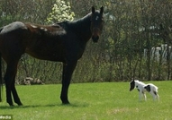 Айнщайн - най-малкия мини кон в светаТова е Пинто ...