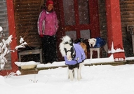 Айнщайн - най-малкия мини кон в светаТова е Пинто ...