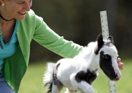 Айнщайн - най-малкия мини кон в светаТова е Пинто ...