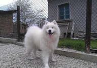 Продавам бебета Самоед