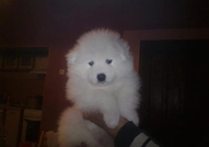 Продавам бебета Самоед