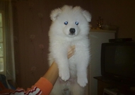 Продавам бебета Самоед