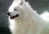 Продавам бебета Самоед