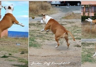 Ring Legends Rich Lady for Jordan StaffAtaxia Clea...