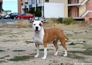 Ring Legends Rich Lady for Jordan StaffAtaxia Clea...