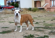 Ring Legends Rich Lady for Jordan StaffAtaxia Clea...