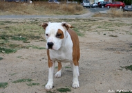 Ring Legends Rich Lady for Jordan StaffAtaxia Clea...