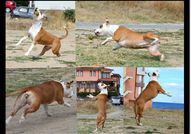 Ring Legends Rich Lady for Jordan StaffAtaxia Clea...