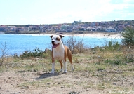 Ring Legends Rich Lady for Jordan StaffAtaxia Clea...