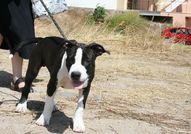 Angels Staff Limited Don King Junior Jordan StaffA...