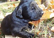 Страхотни черни лабрадорчета.